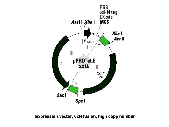 Expression vector, 6 x. H fusion, high copy number 