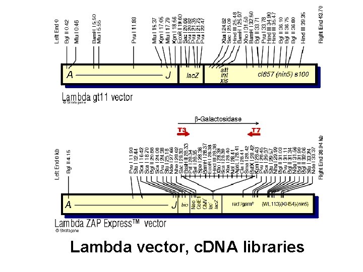 Lambda vector, c. DNA libraries 