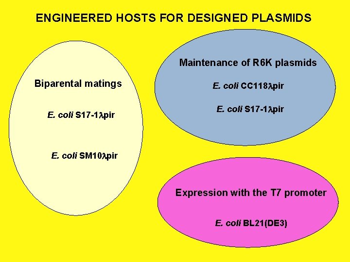 ENGINEERED HOSTS FOR DESIGNED PLASMIDS Maintenance of R 6 K plasmids Biparental matings E.