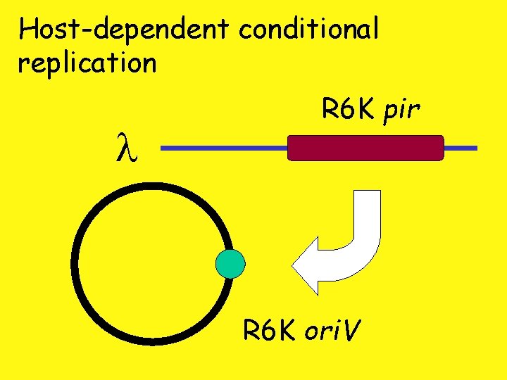 Host-dependent conditional replication l R 6 K pir R 6 K ori. V 