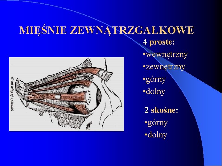 MIĘŚNIE ZEWNĄTRZGAŁKOWE 4 proste: • wewnętrzny • zewnętrzny • górny • dolny 2 skośne: