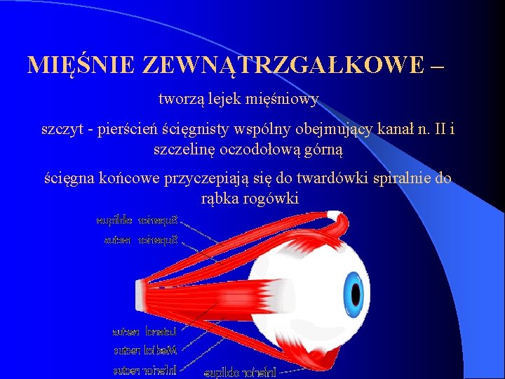 MIĘŚNIE ZEWNĄTRZGAŁKOWE – tworzą lejek mięśniowy szczyt - pierścień ścięgnisty wspólny obejmujący kanał n.