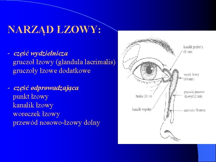 NARZĄD ŁZOWY: - część wydzielnicza gruczoł łzowy (glandula lacrimalis) gruczoły łzowe dodatkowe - część