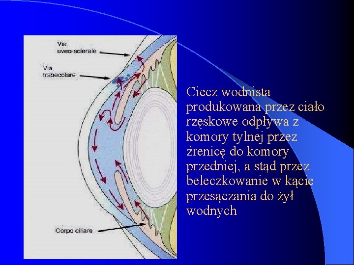 Ciecz wodnista produkowana przez ciało rzęskowe odpływa z komory tylnej przez źrenicę do komory