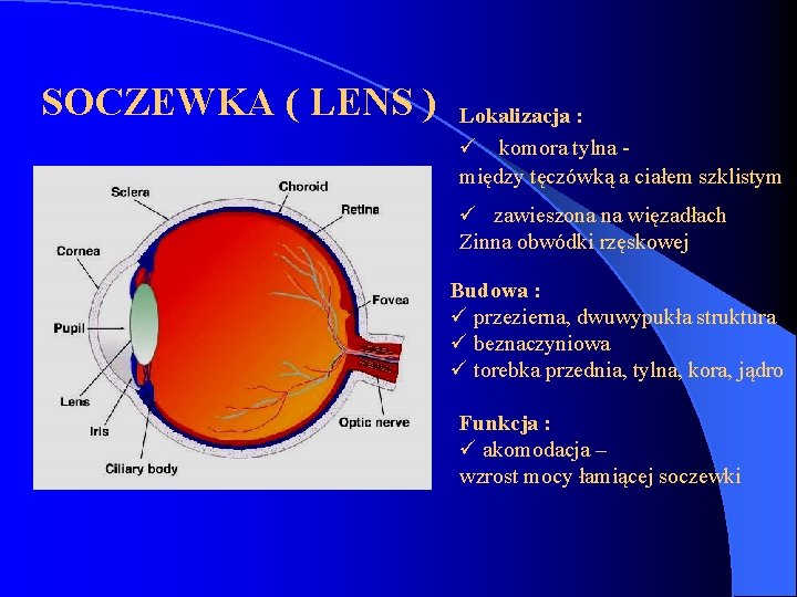 SOCZEWKA ( LENS ) Lokalizacja : ü komora tylna - między tęczówką a ciałem