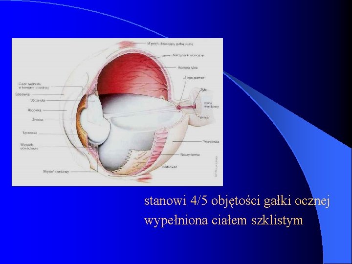 stanowi 4/5 objętości gałki ocznej wypełniona ciałem szklistym 