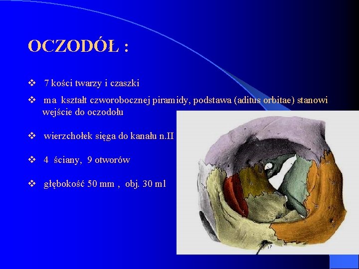 OCZODÓŁ : v 7 kości twarzy i czaszki v ma kształt czworobocznej piramidy, podstawa