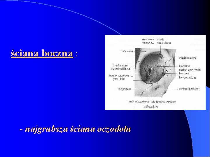 ściana boczna : - najgrubsza ściana oczodołu 