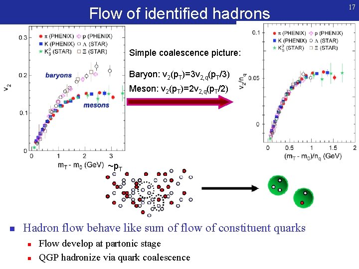 Flow of identified hadrons Simple coalescence picture: Baryon: v 2(p. T)=3 v 2, q(p.