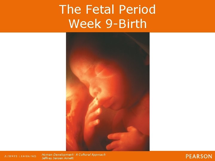 The Fetal Period Week 9 -Birth Human Development: A Cultural Approach Jeffrey Jensen Arnett The Fetal Period Week 9 -Birth Human Development: A Cultural Approach Jeffrey Jensen Arnett