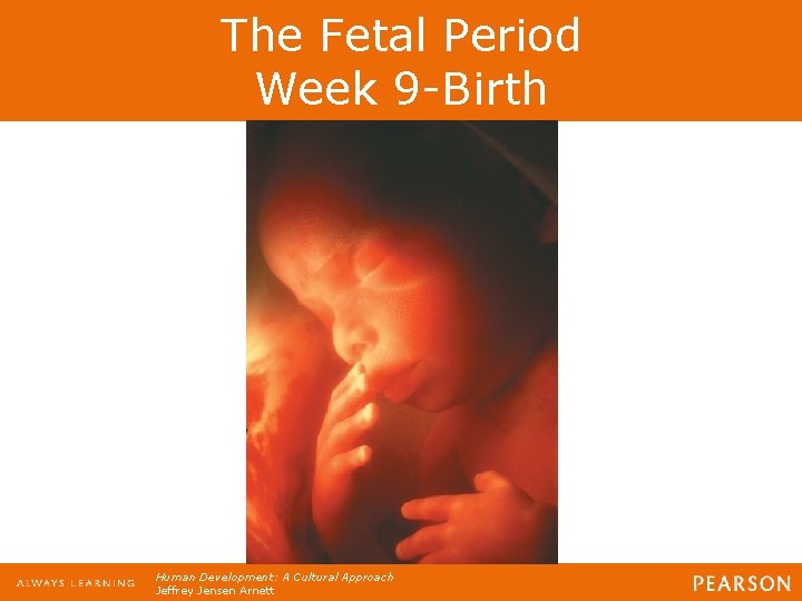 The Fetal Period Week 9 -Birth Human Development: A Cultural Approach Jeffrey Jensen Arnett