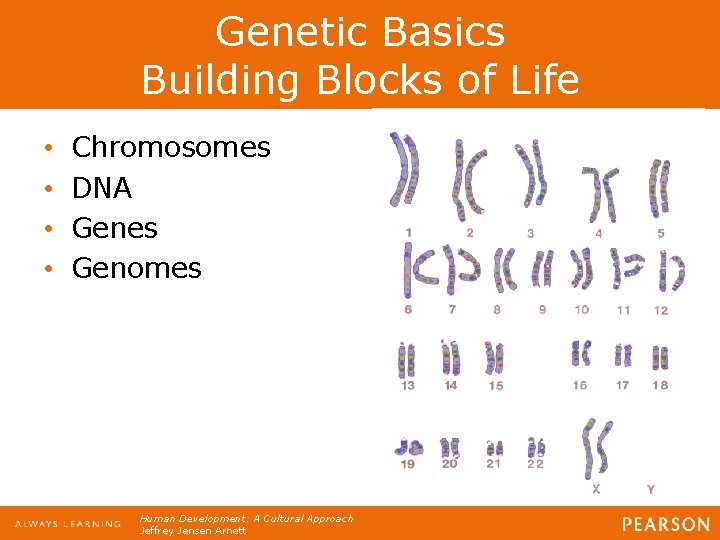 Genetic Basics Building Blocks of Life • • Chromosomes DNA Genes Genomes Human Development: