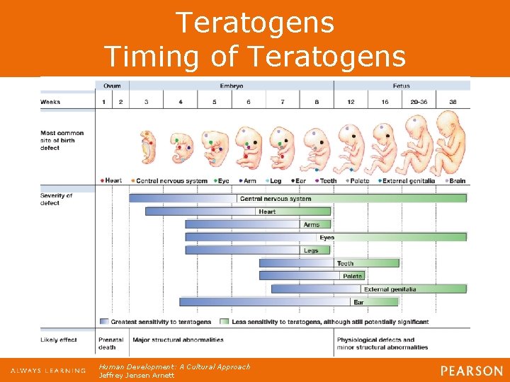 Teratogens Timing of Teratogens Human Development: A Cultural Approach Jeffrey Jensen Arnett Teratogens Timing of Teratogens Human Development: A Cultural Approach Jeffrey Jensen Arnett