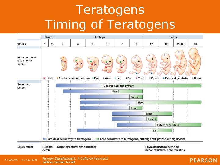 Teratogens Timing of Teratogens Human Development: A Cultural Approach Jeffrey Jensen Arnett 