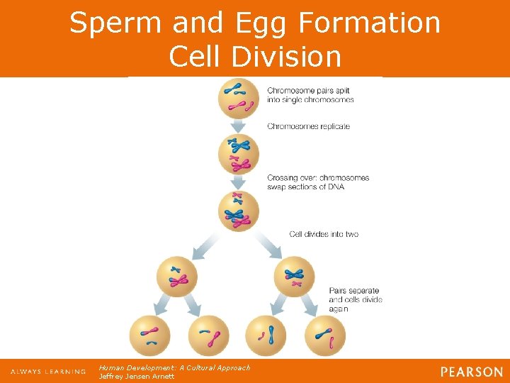 Sperm and Egg Formation Cell Division Human Development: A Cultural Approach Jeffrey Jensen Arnett