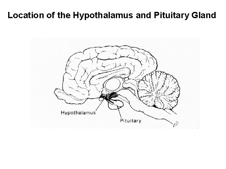 Location of the Hypothalamus and Pituitary Gland 