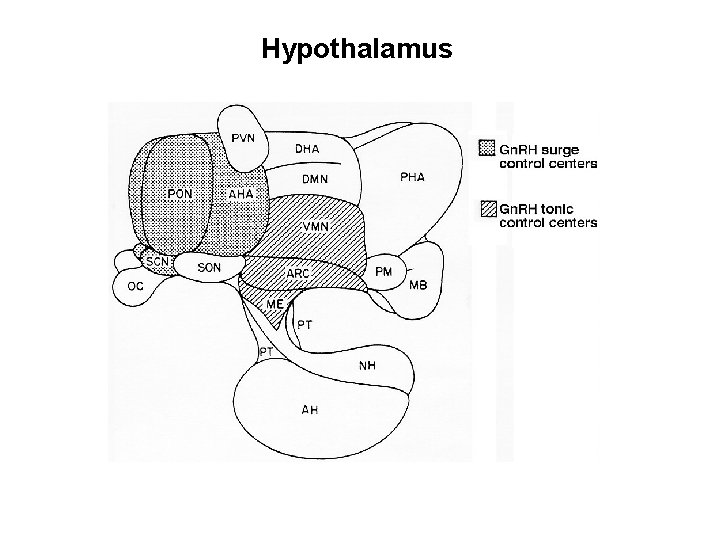 Hypothalamus 