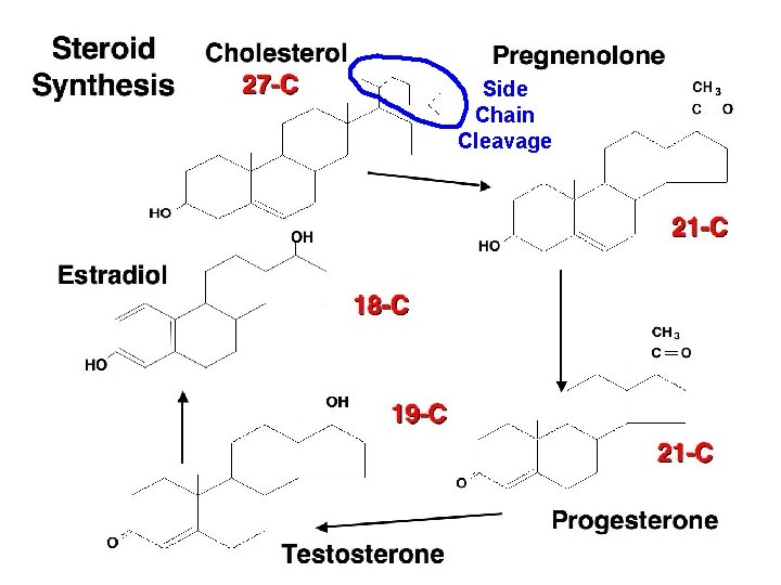 Side Chain Cleavage 