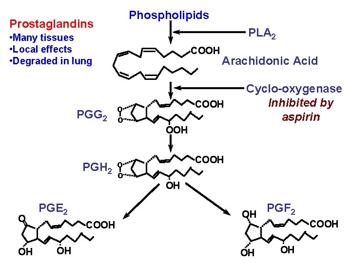 Phospholipids Prostaglandins PLA 2 • Many tissues • Local effects • Degraded in lung