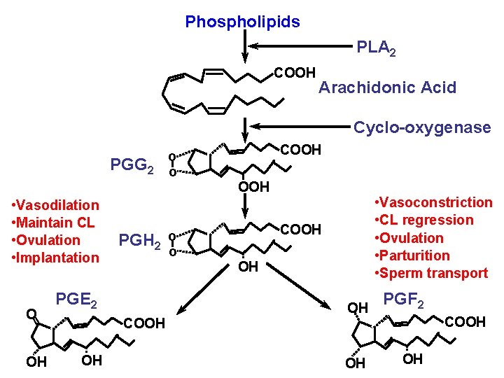 Phospholipids PLA 2 COOH Arachidonic Acid Cyclo-oxygenase PGG 2 • Vasodilation • Maintain CL