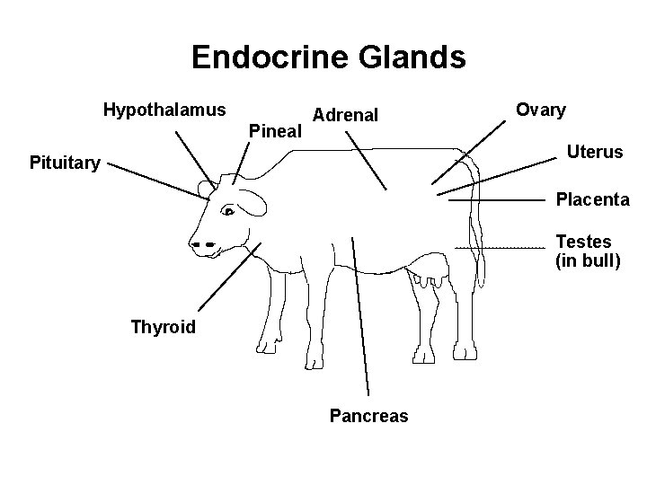 Endocrine Glands Hypothalamus Pineal Adrenal Ovary Uterus Pituitary Placenta Testes (in bull) Thyroid Pancreas