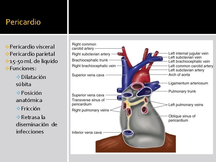 Pericardio visceral v. Pericardio parietal v 15 -50 m. L de líquido v. Funciones: Pericardio visceral v. Pericardio parietal v 15 -50 m. L de líquido v. Funciones: