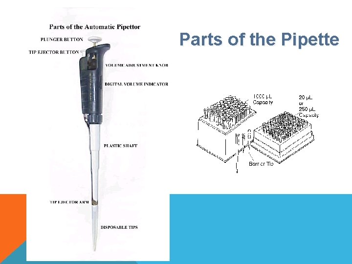 Parts of the Pipette tips 