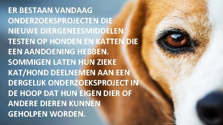 ER BESTAAN VANDAAG ONDERZOEKSPROJECTEN DIE NIEUWE DIERGENEESMIDDELEN TESTEN OP HONDEN EN KATTEN DIE EEN