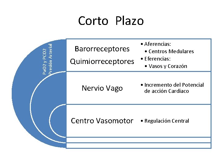Pa. O 2 y PCO 2 Presión Arterial Corto Plazo Barorreceptores Quimiorreceptores Nervio Vago