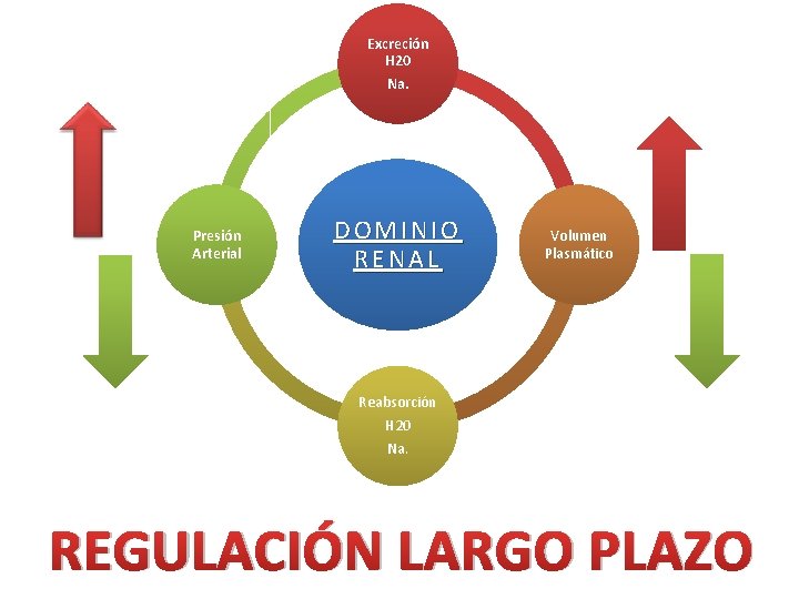 Excreción H 20 Na. Presión Arterial DOMINIO RENAL Volumen Plasmático Reabsorción H 20 Na.