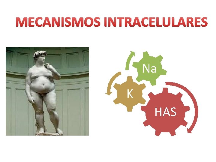 MECANISMOS INTRACELULARES Na K HAS 