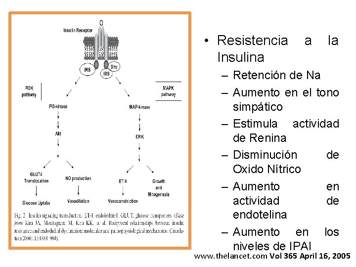  • Resistencia Insulina a la – Retención de Na – Aumento en el