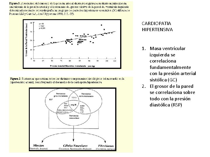 CARDIOPATIA HIPERTENSIVA 1. Masa ventricular izquierda se correlaciona fundamentalmente con la presión arterial sistólica