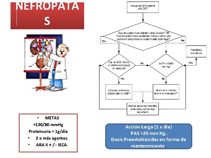 NEFROPATA S • METAS <130/80 mm. Hg Proteinuria > 1 g/día • 2 o