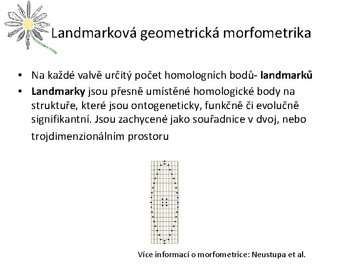  Landmarková geometrická morfometrika • Na každé valvě určitý počet homologních bodů- landmarků •