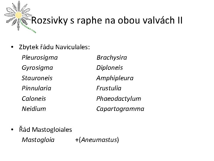 Rozsivky s raphe na obou valvách II • Zbytek řádu Naviculales: Pleurosigma Gyrosigma Stauroneis