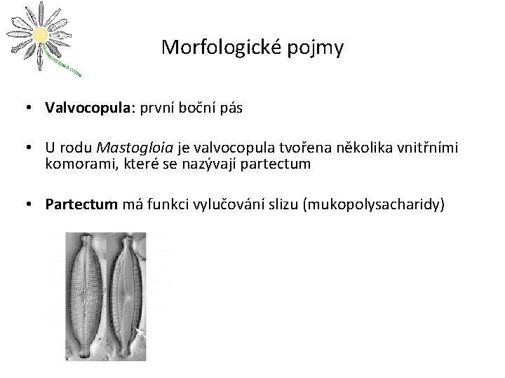 Morfologické pojmy • Valvocopula: první boční pás • U rodu Mastogloia je valvocopula tvořena