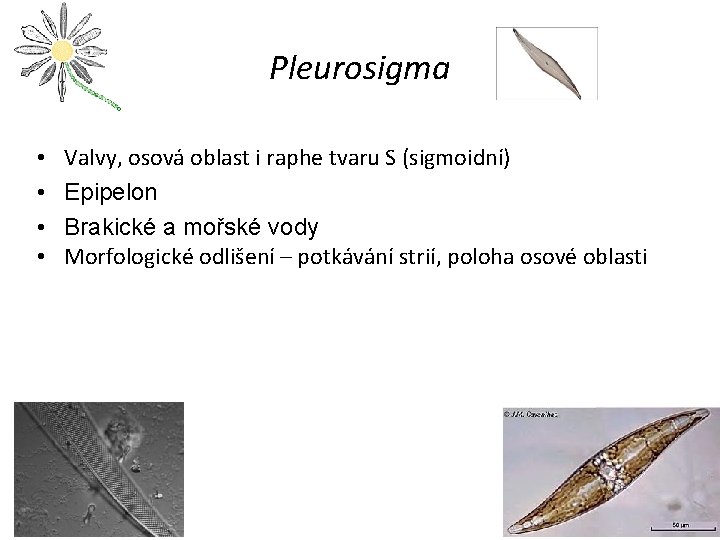 Pleurosigma • • Valvy, osová oblast i raphe tvaru S (sigmoidní) Epipelon Brakické a