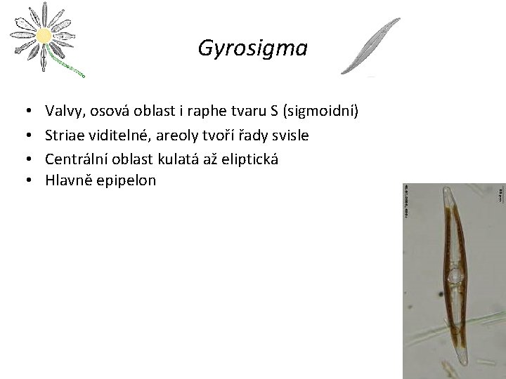 Gyrosigma • • Valvy, osová oblast i raphe tvaru S (sigmoidní) Striae viditelné, areoly