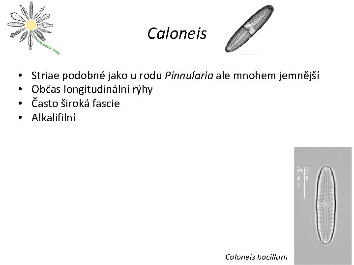 Caloneis • • Striae podobné jako u rodu Pinnularia ale mnohem jemnější Občas longitudinální