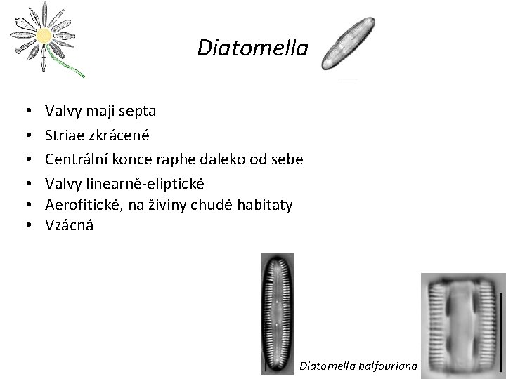 Diatomella • • • Valvy mají septa Striae zkrácené Centrální konce raphe daleko od