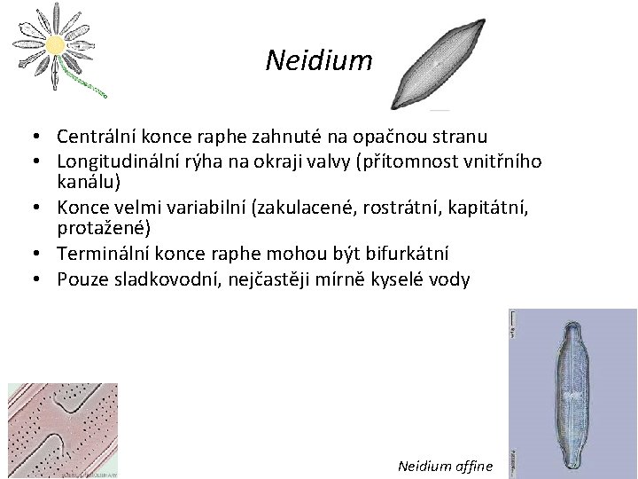 Neidium • Centrální konce raphe zahnuté na opačnou stranu • Longitudinální rýha na okraji