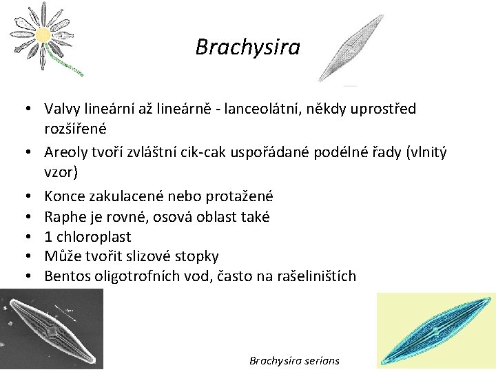 Brachysira • Valvy lineární až lineárně - lanceolátní, někdy uprostřed rozšířené • Areoly tvoří