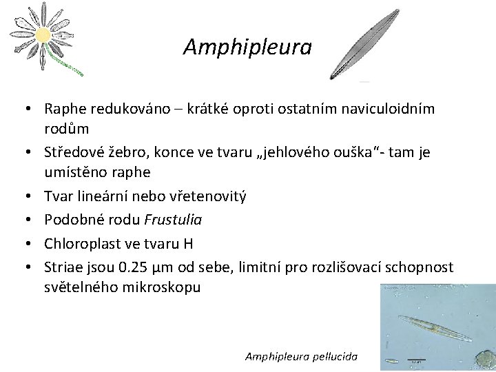 Amphipleura • Raphe redukováno – krátké oproti ostatním naviculoidním rodům • Středové žebro, konce