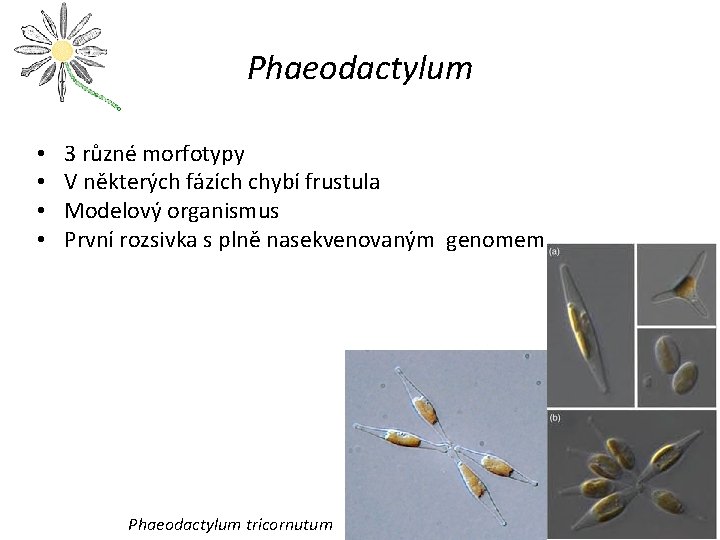 Phaeodactylum • • 3 různé morfotypy V některých fázích chybí frustula Modelový organismus První