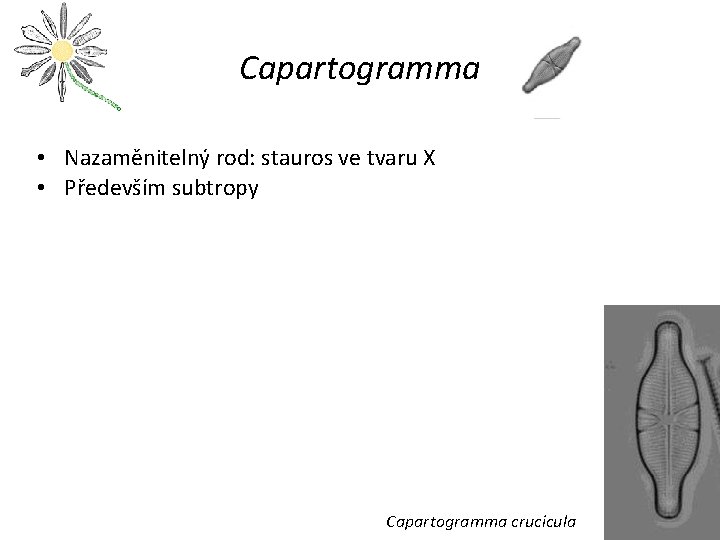 Capartogramma • Nazaměnitelný rod: stauros ve tvaru X • Především subtropy Capartogramma crucicula 