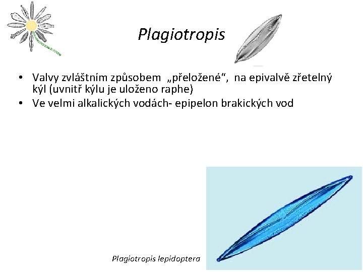Plagiotropis • Valvy zvláštním způsobem „přeložené“, na epivalvě zřetelný kýl (uvnitř kýlu je uloženo