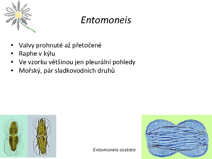 Entomoneis • • Valvy prohnuté až přetočené Raphe v kýlu Ve vzorku většinou jen