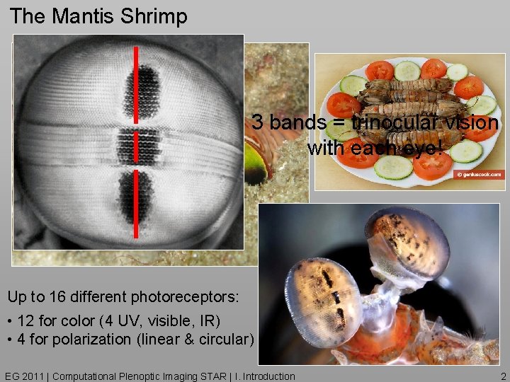 The Mantis Shrimp 3 bands = trinocular vision with each eye! Up to 16