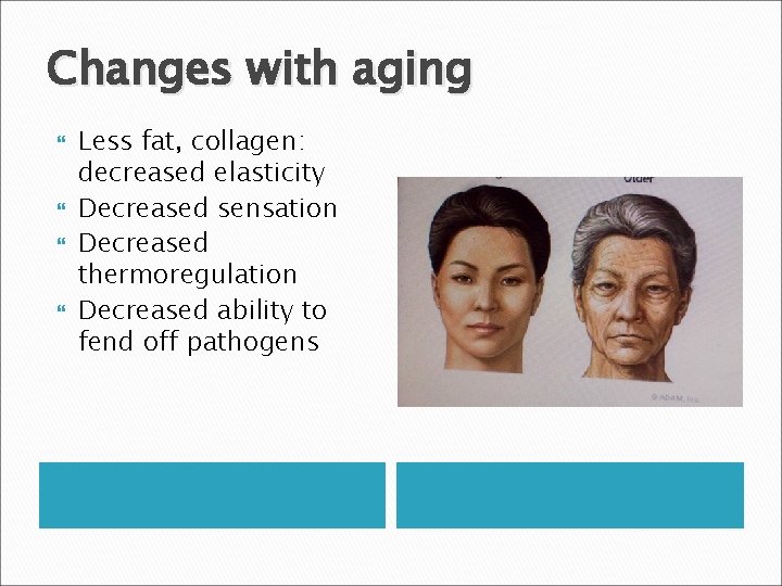 Changes with aging Less fat, collagen: decreased elasticity Decreased sensation Decreased thermoregulation Decreased ability Changes with aging Less fat, collagen: decreased elasticity Decreased sensation Decreased thermoregulation Decreased ability